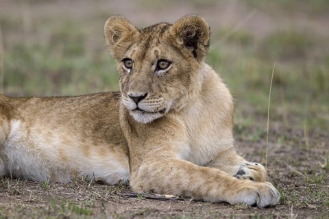 African Lion (Panthera leo) cub lying alone on the ground, Masai Mara, Kenya