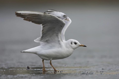 Black-headed Gull (Chroicocephalus ridibundus), Bavaria, Germany