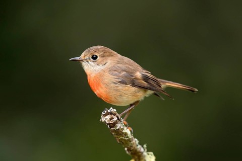 Norfolk Robin (Petroica multicolor) female perched on a branch, Norfolk Island, Australia