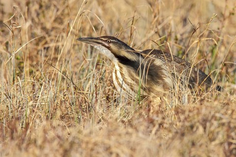 American bittern (Botaurus lentiginosus) on the tundra near Churchill, Manitoba, Canada