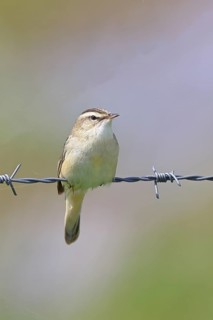 Reed warbler (Acrocephalus schoenobaenus) sitting on a barbed wire fence, Wildlife, Lembruch,
