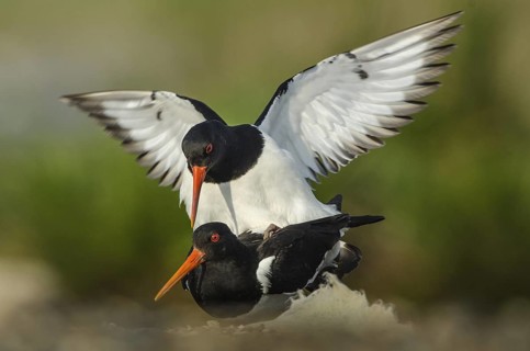 Eurasian Oystercatcher (Haematopus ostralegus) pair mating, Schleswig-Holstein, Germany