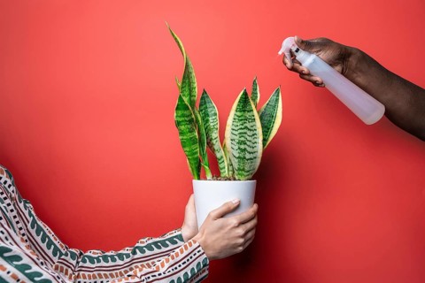Two hands engage in nurturing a potted snake plant against a vibrant red backdrop. One hand