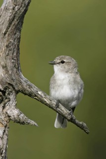 Jacky Winter (Microeca fascinans), Queensland, Australia