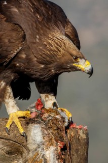 Golden Eagle (Aquila chrysaetos) immature, first winter plumage eating a rabbit, Castile and Leon,