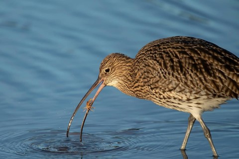 Eurasian curlew (Numenius arquata) adult wading bird with a crab for food in its beak, Norfolk,