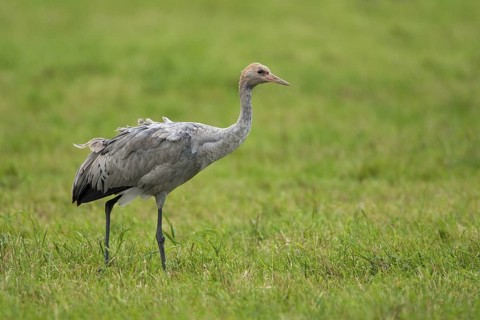 Common Crane (Grus grus), Mecklenburg-Western Pomerania, Germany