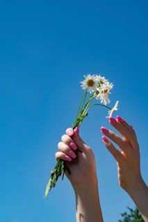 Cropped unrecognizable woman's hands with pink nails hold delicate daisies against a clear blue sky