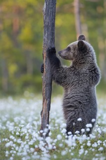 Eurasian Brown Bear (Ursus arctos) cub standing at tree trunk in white cottongrass, Finland