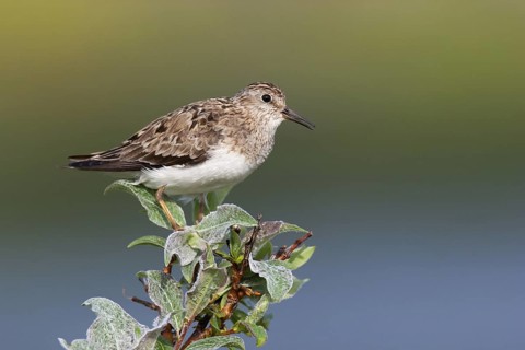 Temminck's Stint (Calidris temminckii), Finnmark, Norway