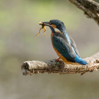 Kingfisher (Alcedo atthis) sitting on a branch, perch, with captured prey frog (Rana) in its beak,