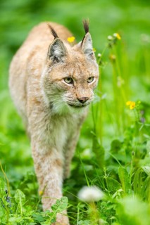 Eurasian lynx (Lynx lynx) walking through the grass, Bavaria, Germany