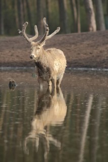 Père david's deer (Elaphurus davidianus), male, reflection, captive