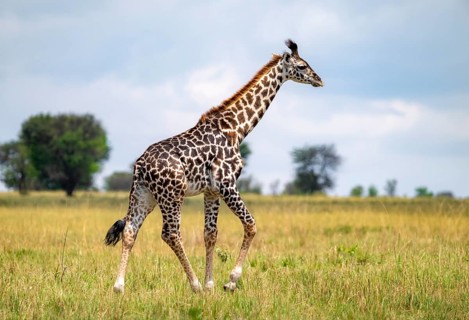 Maasai giraffe (Giraffa tippelskirchi), young animal, Serengeti National Park, Tanzania