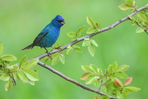 Indigo Bunting (Passerina cyanea) male perched on a branch, Texas, USA