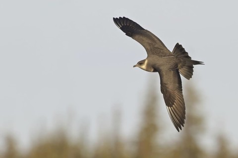 Parasitic Jaeger (Stercorarius parasiticus) flying, Manitoba, Canada