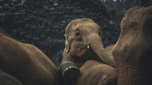 Asian elephants (elephas maximus) standing close together in a gloomy forest landscape, Pinnawela