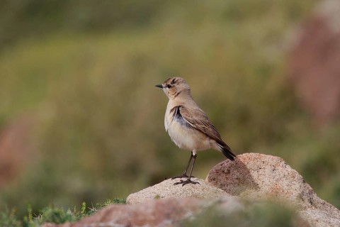 Isabelline Wheatear (Oenanthe isabellina) perched on a rock, Greece