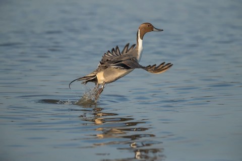 Northern pintail duck (Anas acuta) adult male bird in flight taking off from a lake, England,