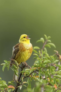 Yellowhammer (Emberiza citrinella) male singing, Rhineland-Palatinate, Germany