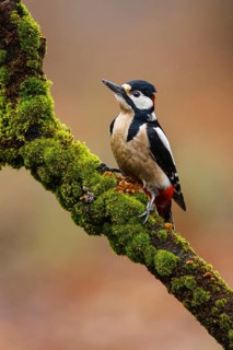 Great Spotted Woodpecker (Dendrocopos major) male, Asturias, Spain