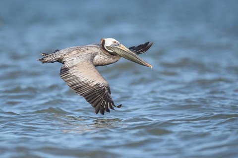 Brown Pelican (Pelecanus occidentalis) flying, Texas, USA