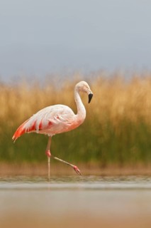 Chilean Flamingo (Phoenicopterus chilensis) in a wetland in Bolivia, South America