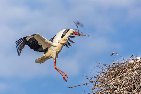 White stork (Ciconia ciconia), flying to the nest with nesting material in its beak, Affenberg,