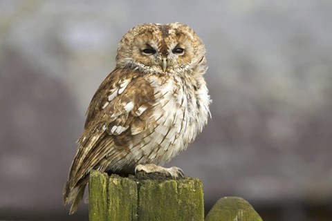 Tawny Owl (Strix aluco), Wales, United Kingdom