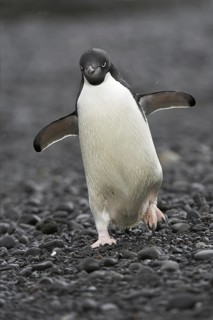 Adelie Penguin (Pygoscelis adeliae), Antarctica