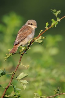 Red-backed Shrike (Lanius collurio) juvenile perched on a branch, North Rhine-Westphalia, Germany