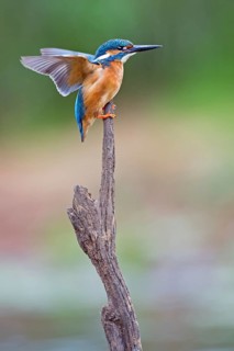 Common Kingfisher (Alcedo atthis) male, Saxony-Anhalt, Germany