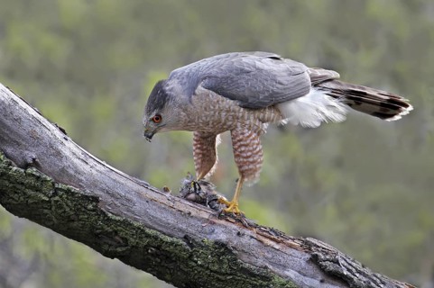 Cooper's Hawk (Accipiter cooperii), Saskatchewan, Canada