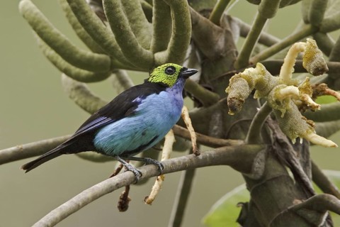 Paradise Tanager (Tangara chilensis), Ecuador