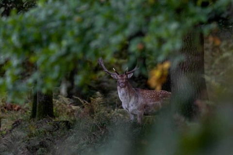 This photo documents a typical behaviour of the fallow deer (Dama dama), it stands motionless in
