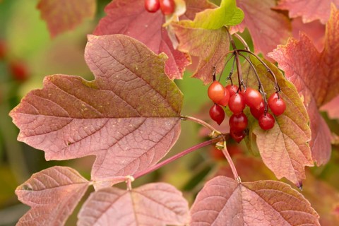 Guelder rose tree (Viburnum opulus) with autumn colour leaves and red berries, England, United