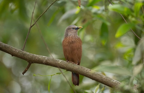 A chestnut-tailed starling (Sturnia malabarica) on tree branch, Sreepur, Gazipur, Bangladesh