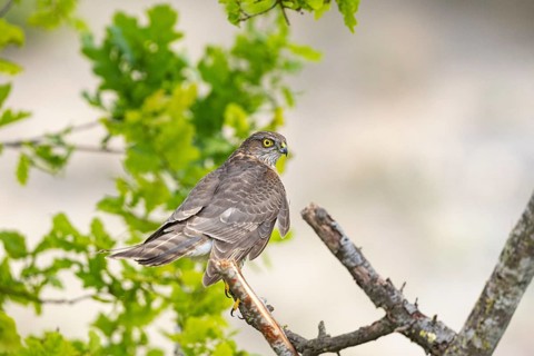 Sparrowhawk (Accipiter nisus) Germany