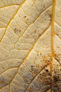 Macro view of a dry almond leaf, showcasing intricate patterns and a fine dust of yellow pollen