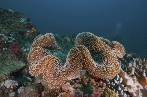 Mushroom leather coral (Sarcophyton glaucum)