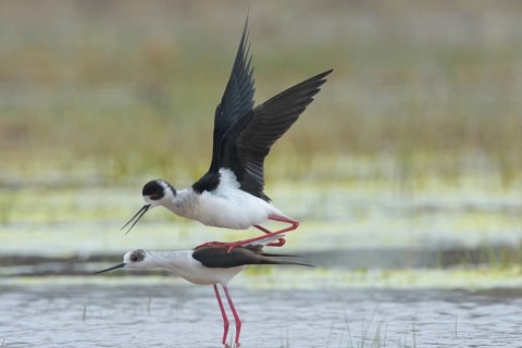 Stelzenläufer (Himantopus himantopus) Black-winged Stilt