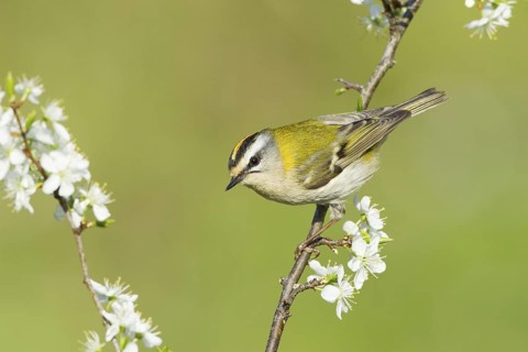 Common Firecrest (Regulus ignicapilla), Liechtenstein