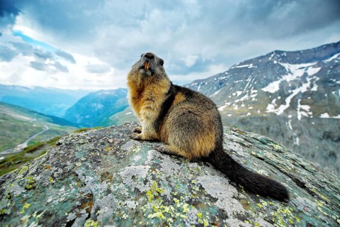 Cute fat animal Marmot, sitting in the grass with nature rock mountain habitat, Alp, Italy.