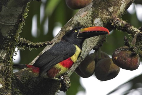Fiery-billed Aracari (Pteroglossus frantzii), Costa Rica