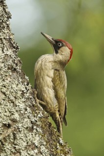 European Green Woodpecker (Picus viridis) female, Rhineland-Palatinate, Germany