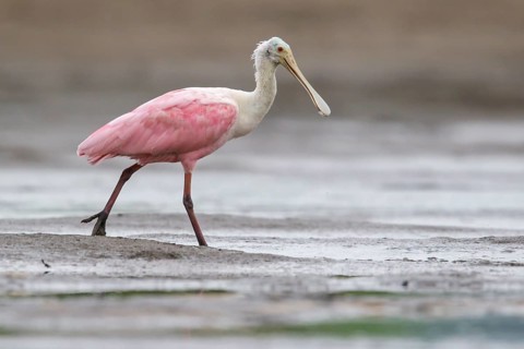 Roseate Spoonbill (Platalea ajaja) feeding in a mudflat in Ecuador