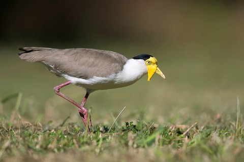 Masked Lapwing (Vanellus miles miles), Queensland, Australia