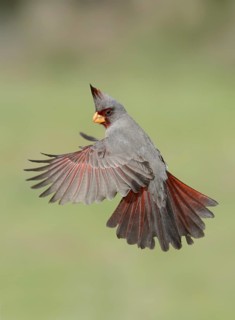 Pyrrhuloxia (Cardinalis sinuatus) male flying, Texas, USA
