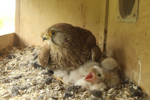 Common Kestrel (Falco tinnunculus) chick, Lower Saxony, Germany