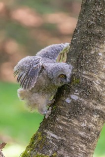 One young long-eared owl (Asio otus), sitting on a branch of a tree. Green vegetation in the